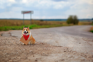 cute traveler dog corgi in fashionable glasses and with a sign sitting and waiting for a passing car on the road