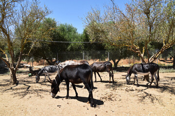 Eselauffangstation auf Kreta, Griechenland