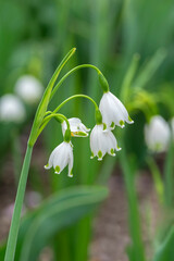 Summer Snowflake flowers, USA