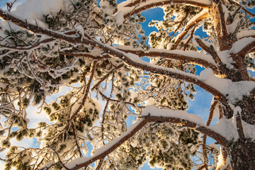 Winter landscape in a quiet Karelian forest.