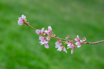 Branch of cherry blossoms, USA