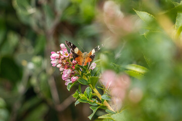 Battered yellow admiral butterfly feeding on flowering shrub