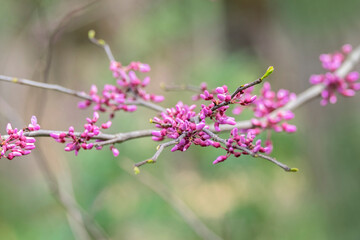 Branch of Eastern Redbud, USA