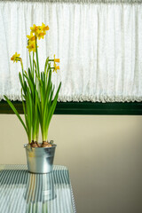 Interior decoration: Yellow daffodils in an aluminum pot next to a window