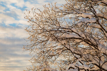 Snow-covered tree branches. Winter forest. 