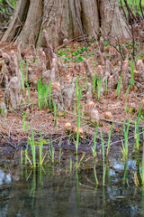 Knees and trunk of Cypress trees, USA