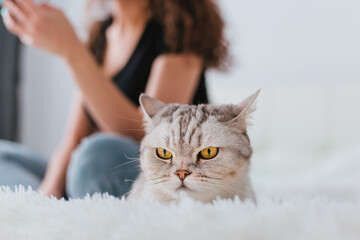 Scottish tabby cat sits on the bed next to the owner. Home comfort.