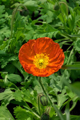 Poppy flower, USA.