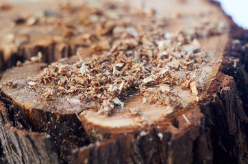 Sawdust on the willow stump