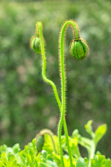 Poppy Flower buds, USA