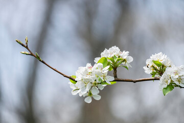 Branch of cherry blossoms, USA
