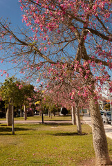 Fototapeta premium Vista de unos arboles con flores rosas en un dia de primavera.