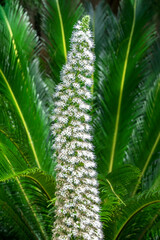 Pride-of-Madeira, USA