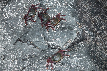 Several sea crabs on a big rock in the ocean