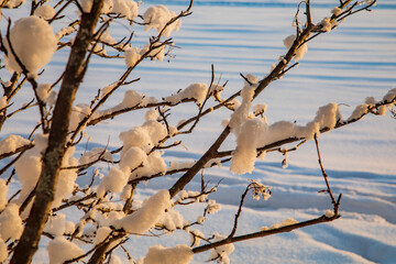 Snow-covered tree branches. Winter forest. 