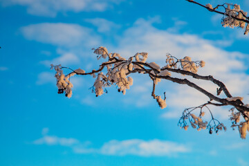 Snow-covered tree branches. Winter forest. 