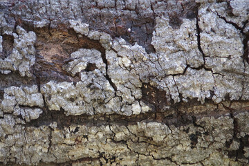 Full frame close-up view of a segment of the rough bark of an California oak tree