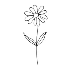 Chamomile with leaves, vector doodle illustration, hand drawn