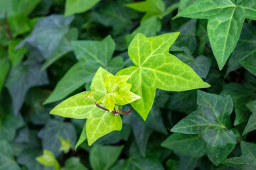 Ivy leaves, USA