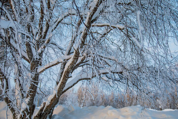Snow-covered tree branches. Winter forest. 