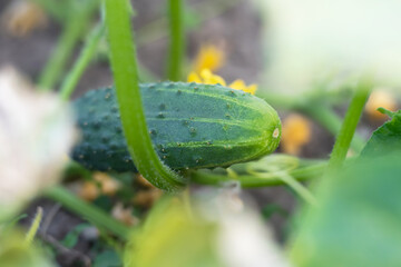 Cucumber growing in the garden