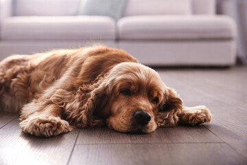 Naklejka na ściany i meble Cute Cocker Spaniel dog lying on warm floor indoors. Heating system