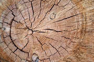 Cracked surface of a cut tree trunk