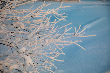 Snow-covered tree branches. Winter forest. 