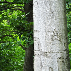 tree trunk with carved star sign on the background of trees in the forest