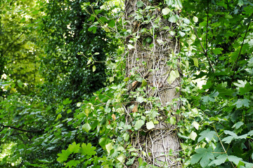 close the trunk of a tree entwined with branches grows in the forest