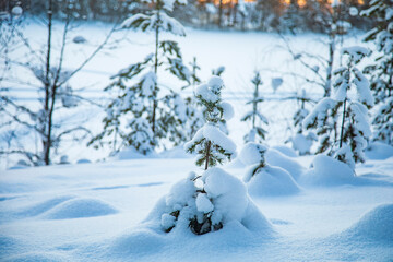 Winter landscape in a quiet Karelian forest.