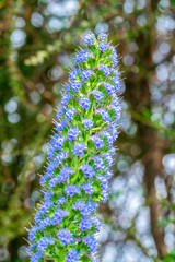 Pride-of-Madeira, USA