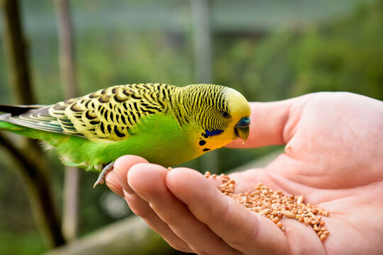 Wellensittich auf der Hand