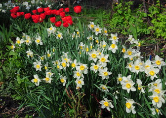 Fototapeta premium Charming spring flowers white and yellow narcissus, daffodils, and red tulips blooming profusely in the flowerbed in spring.