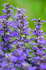 Obraz premium Salvia officinalis, common sage, USA