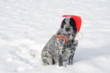 Black and white spotted Texas Heeler sitting in snow, wearing a Santa hat, looking at the viewer; with copy space