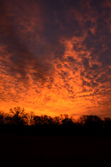 Colorful morning clouds with golden hues before sunrise, with a silhouetted treeline