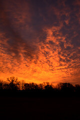 Fototapeta premium Colorful morning clouds with golden hues before sunrise, with a silhouetted treeline