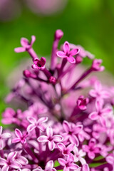 Fototapeta na wymiar Lilac bush, USA