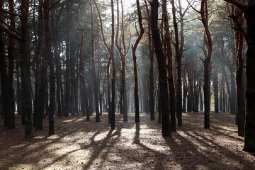 Picturesque view of beautiful forest on sunny day