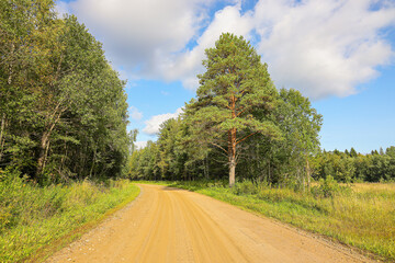 Fototapeta na wymiar Dirt road through a dense pine forest