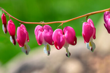 Bleeding Heart, USA