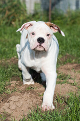 Funny red American Bulldog puppy is running.