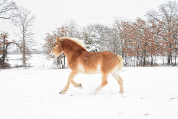 Belgian draft horse galloping in winter pasture in snowfall