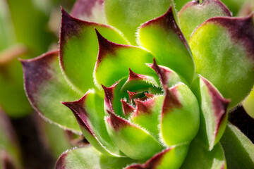 Hens and chicks, succulents, USA