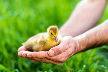 duckling in a man's hand