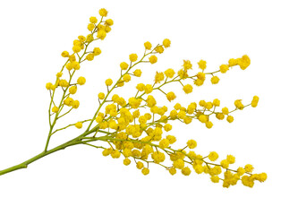 Brindille de mimosa avec des fleurs jaunes moelleuses isolé sur fond blanc