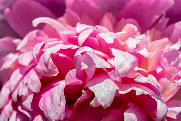 Peony, USA