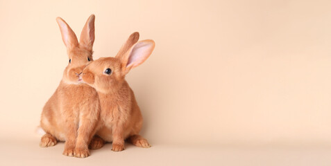 Cute bunnies on beige background, space for text. Easter symbol
