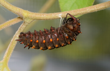 Pipevine Swallowtail butterfly caterpillar getting ready to pupate, hanging onto a vine by silk it spun to secure a proper position for pupation